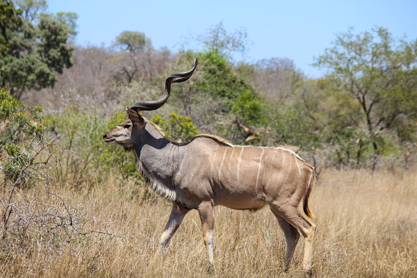 Picture of Kudu